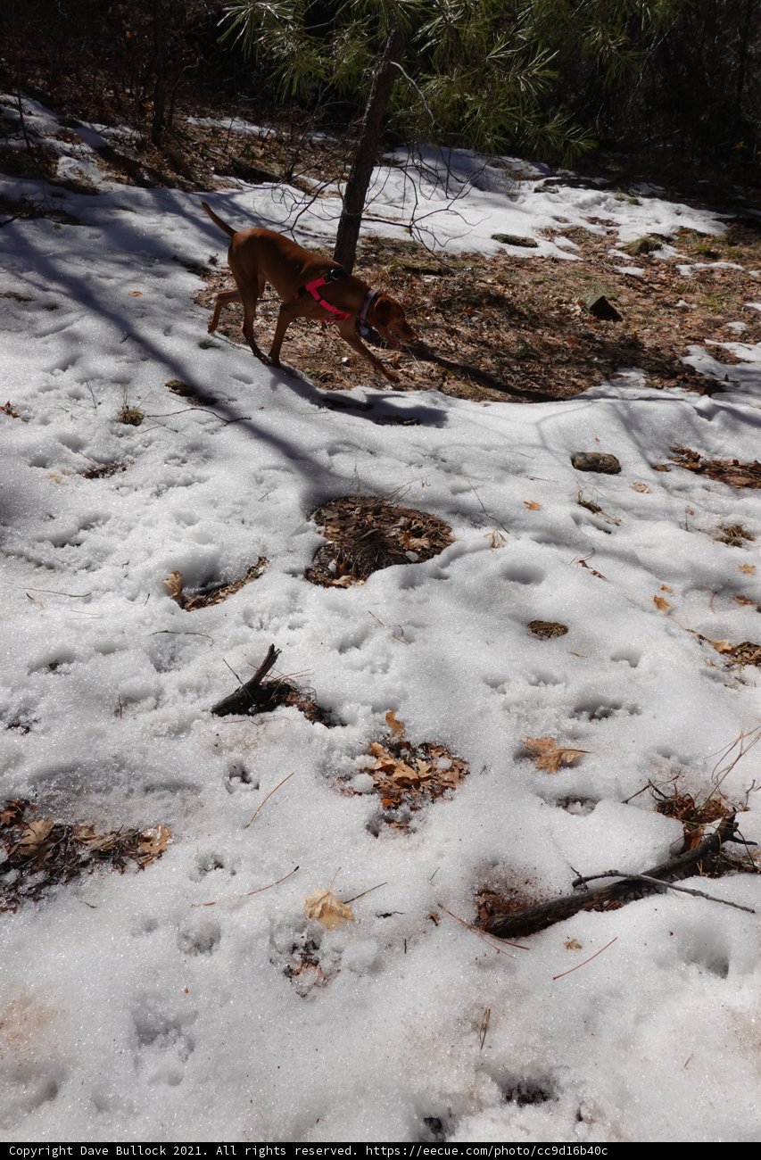 Winter Walk with a Furry Friend