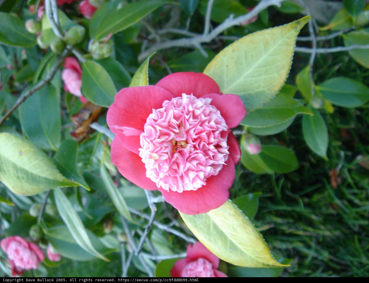 Pink Blossom in Bloom