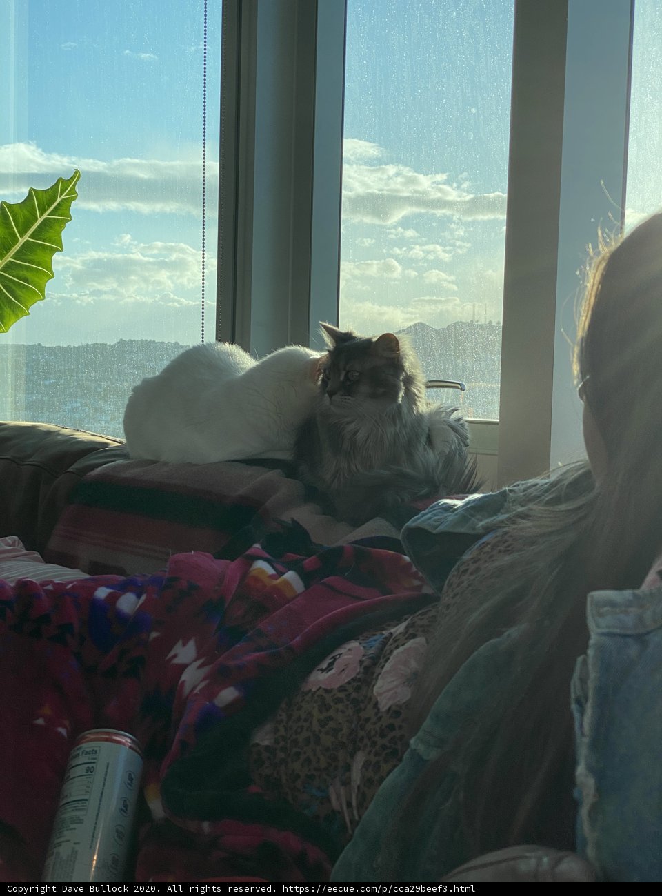 Cozy Afternoon with Feline Friend
