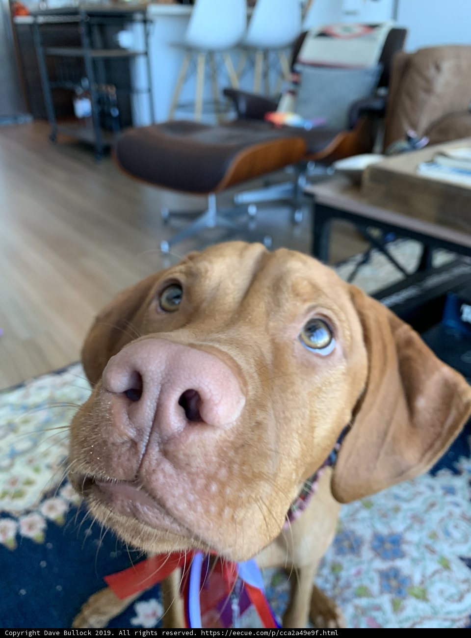 Sophisticated Pup