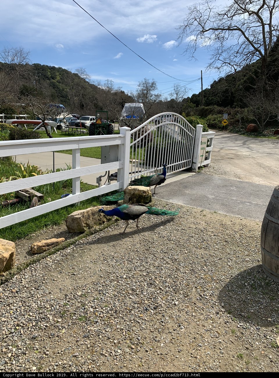 Majestic Peacock