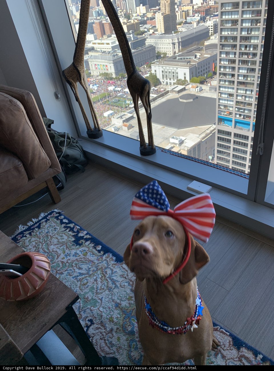 Patriotic Pup
