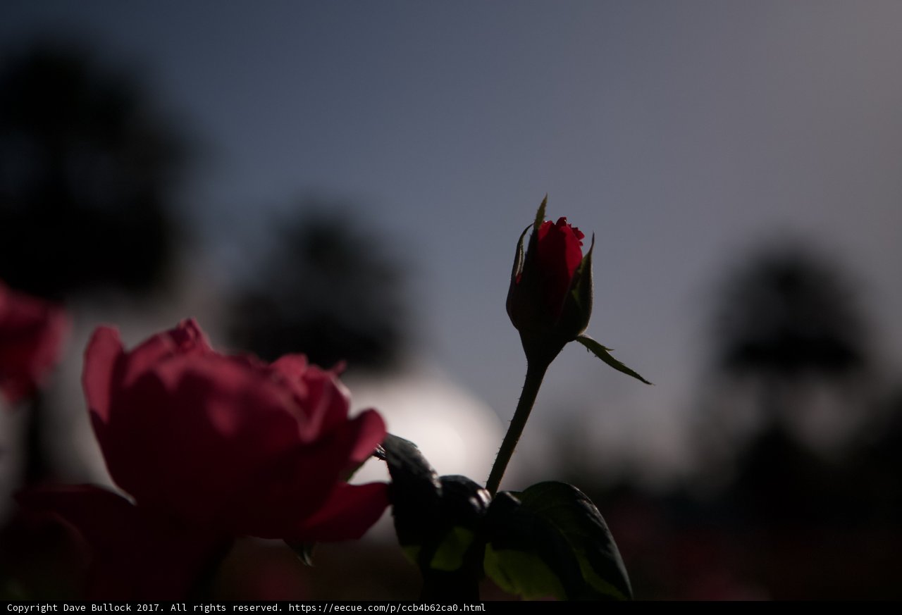 Orlando's Blooming Beauty