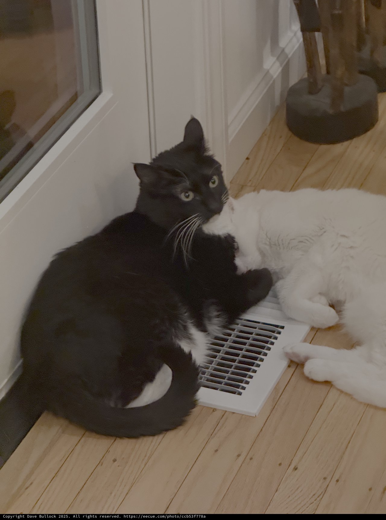 Two Cats Sharing Warmth by Floor Vent