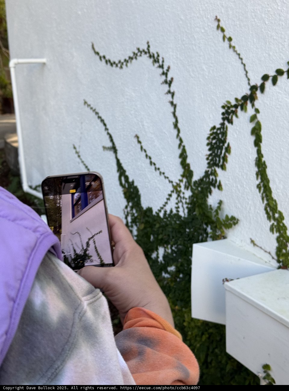 Capturing Nature's Art