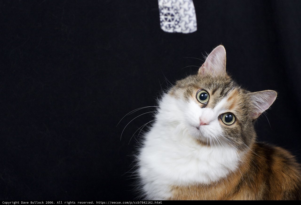 Calico Cat in Contrast