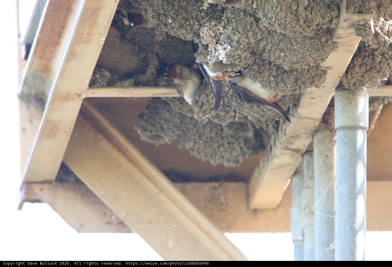 Cliff Swallows Building Mud Nests Under Bridge Eaves