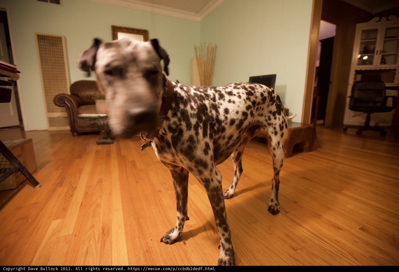 Hardwood Hound