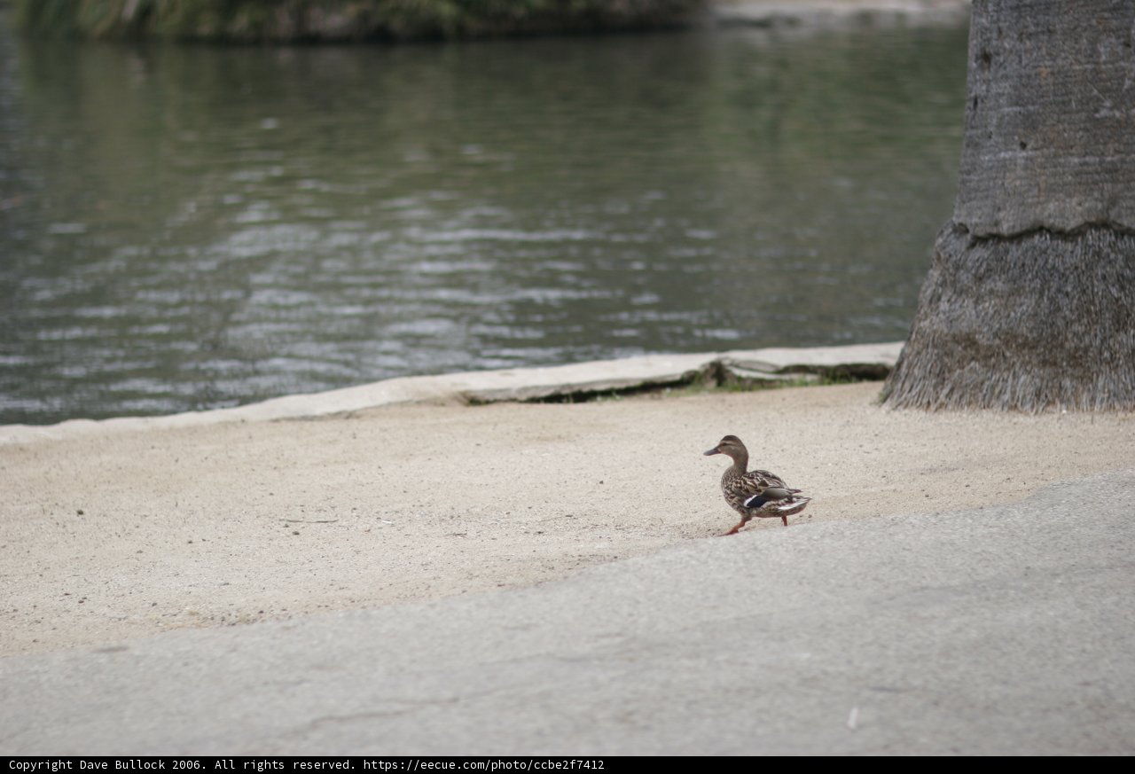 Mallard Duck Takes a Walk by the Lake