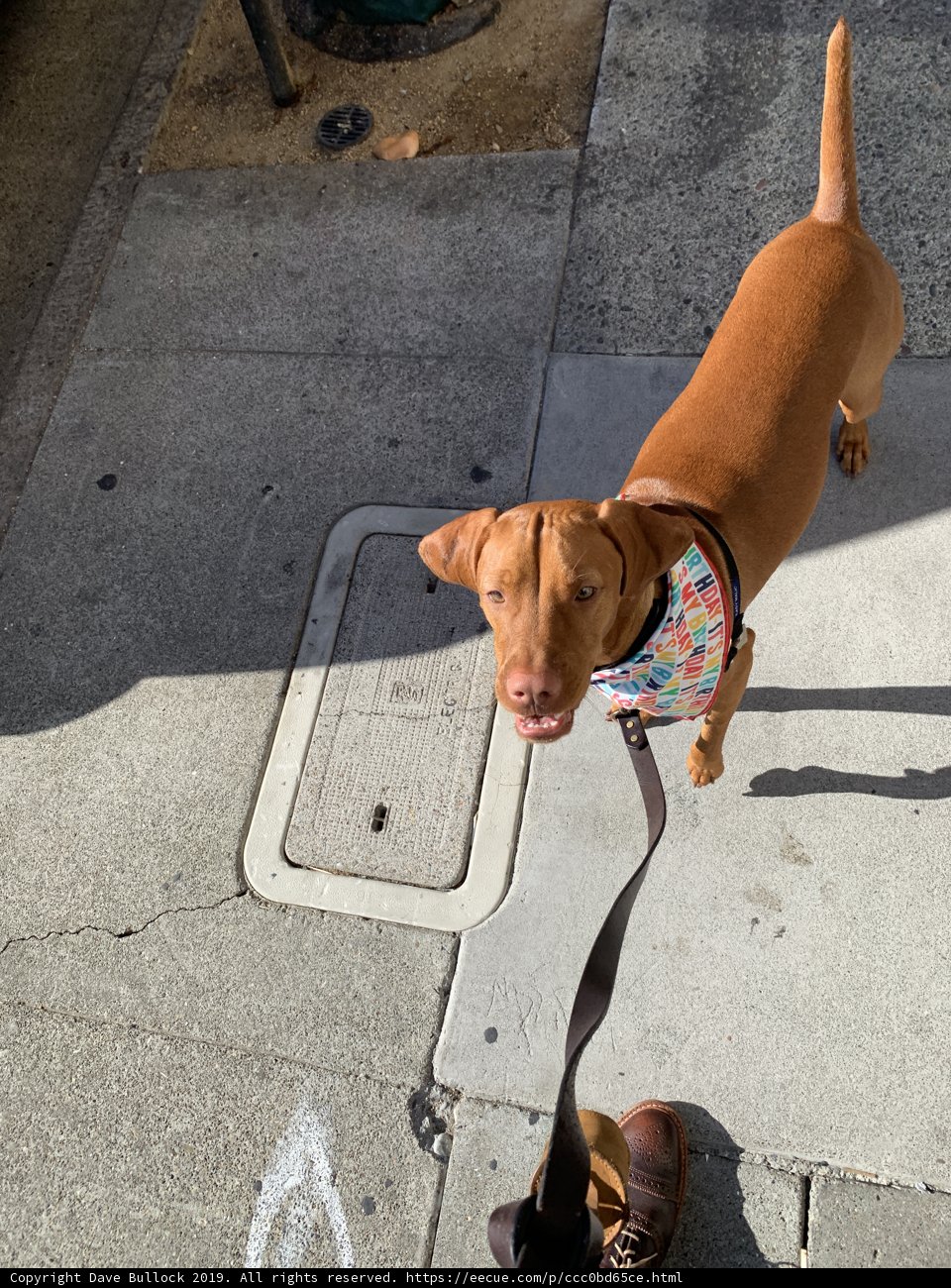 A Vizsla on a Leash in San Francisco