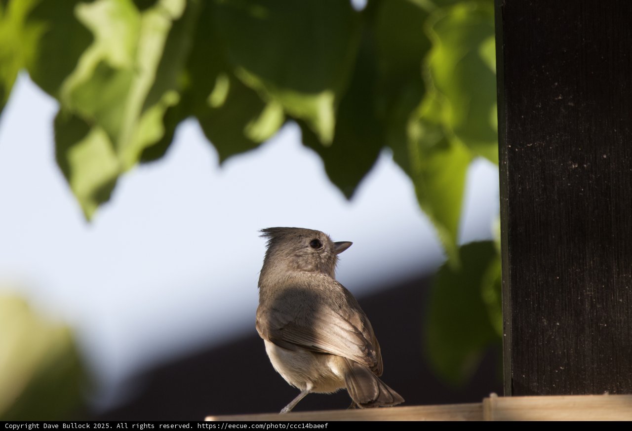 Perched in Serenity