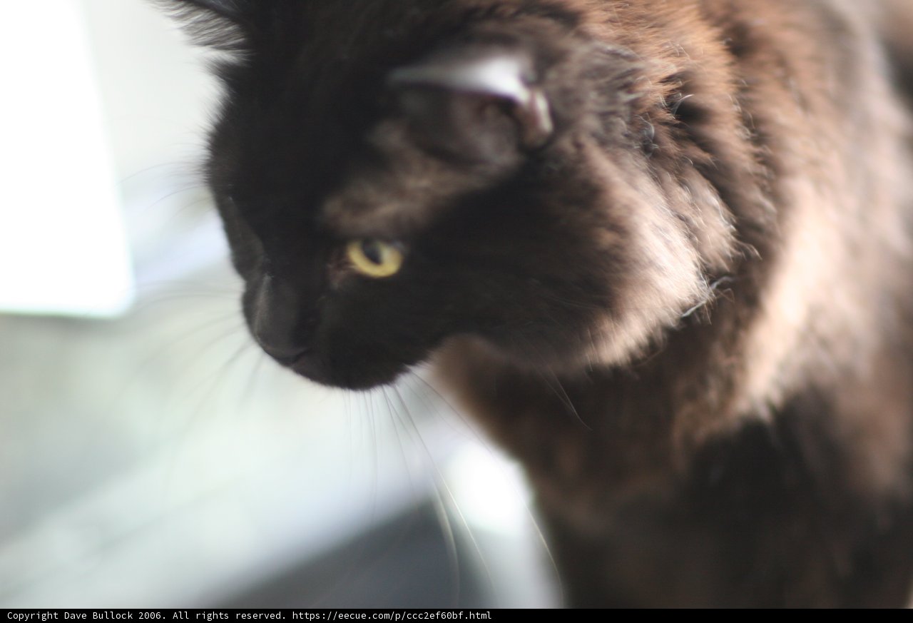 Curious Black Cat