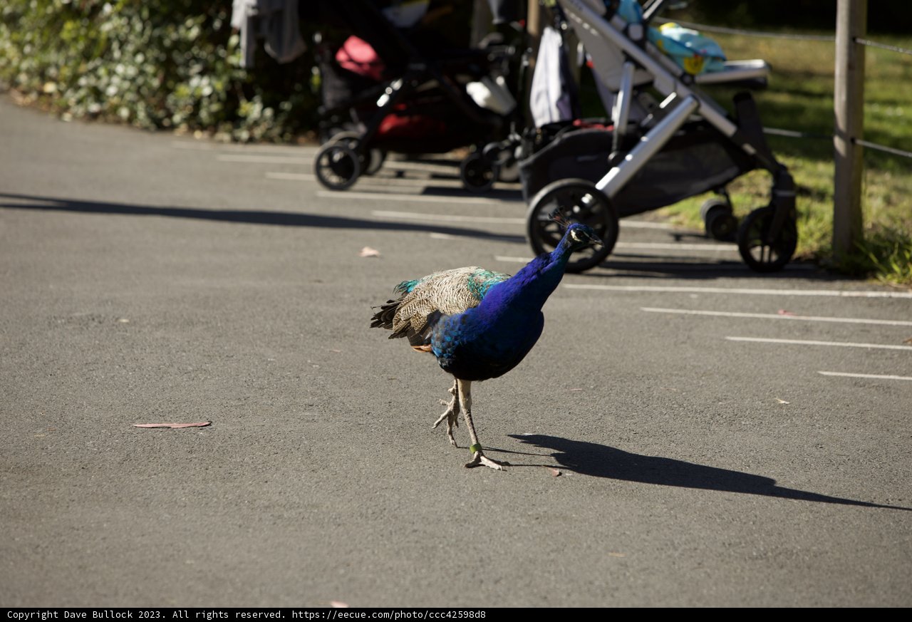 Unexpected Encounter at SF Zoo