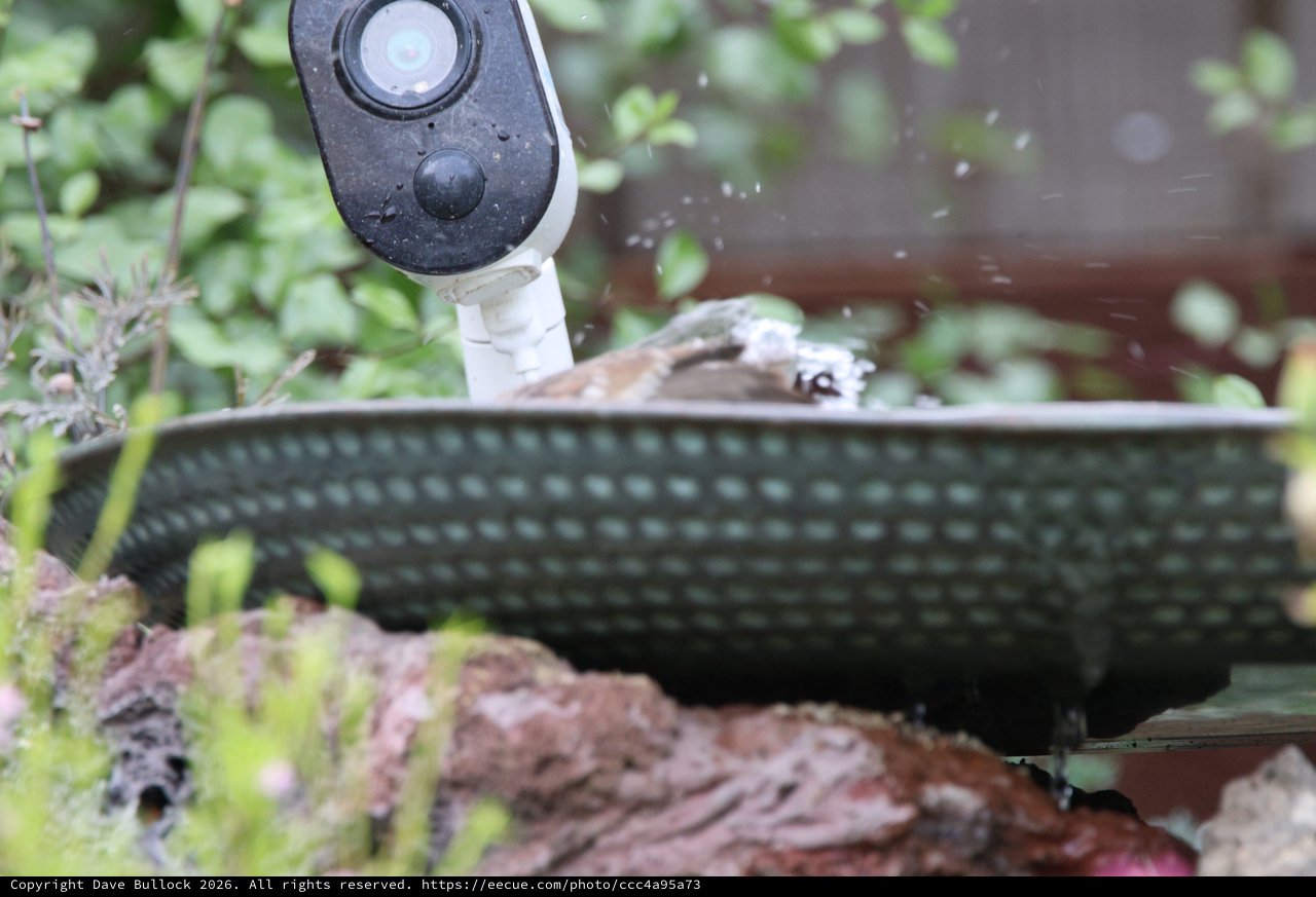 Bird Bathing in Garden Fountain with Security Camera