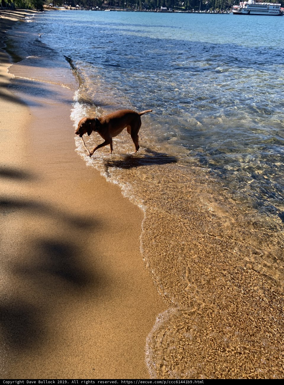Beach Day Fun with Furry Friend