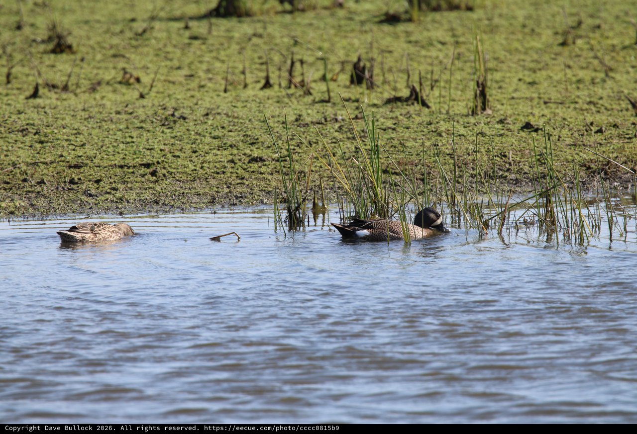Blue-winged Teals Foraging in Wetland Shallows