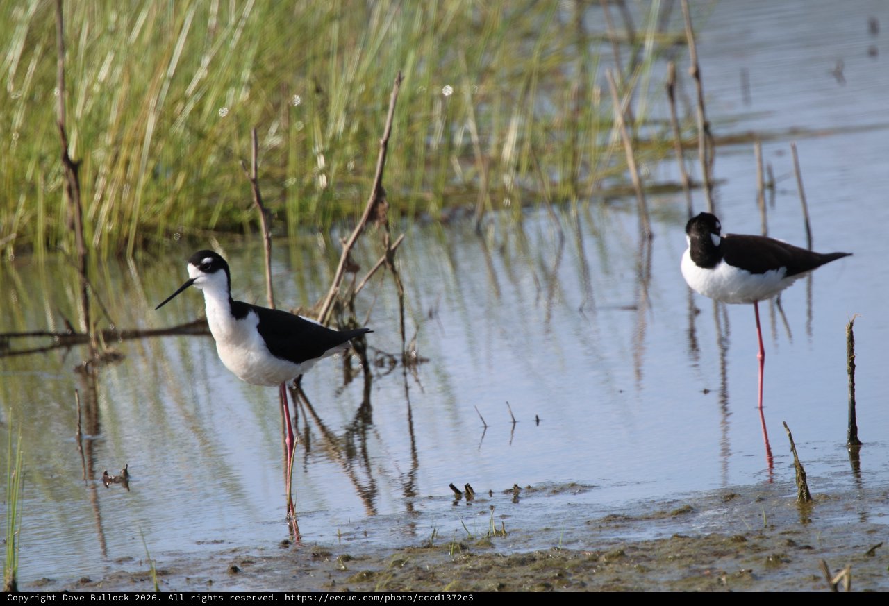 Black-necked Stilts Wading in Shallow Wetland Waters