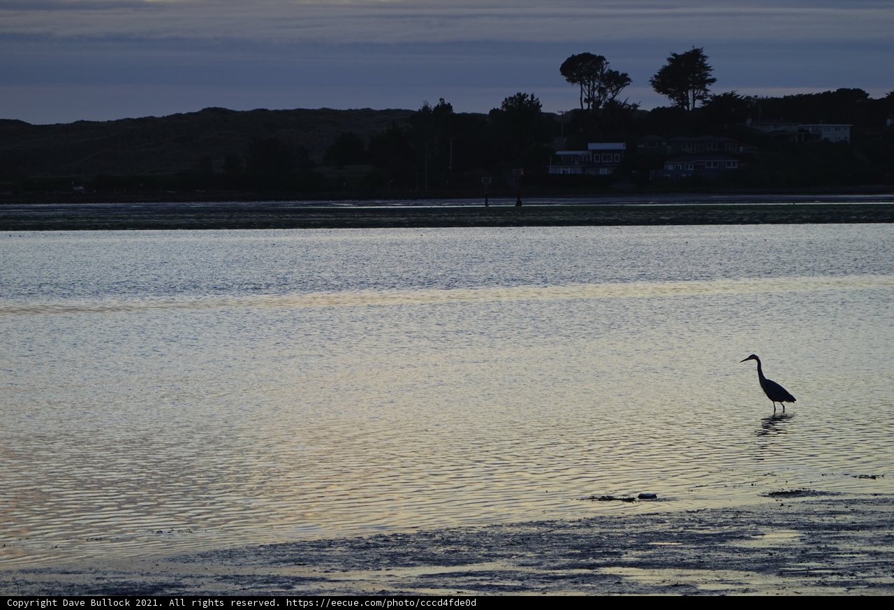 Dusk Bird Standing Serenely in the Water