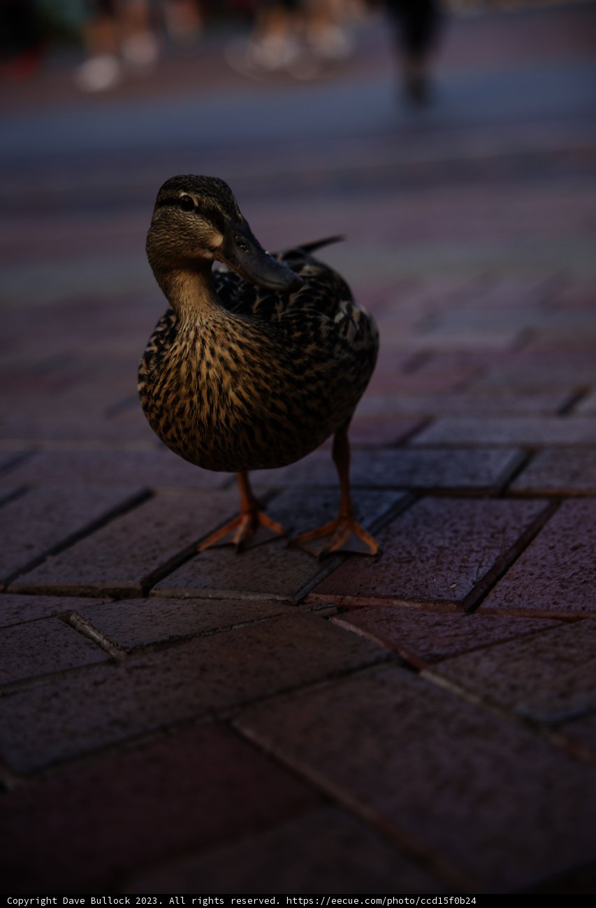 A Quacky Encounter at Disneyland