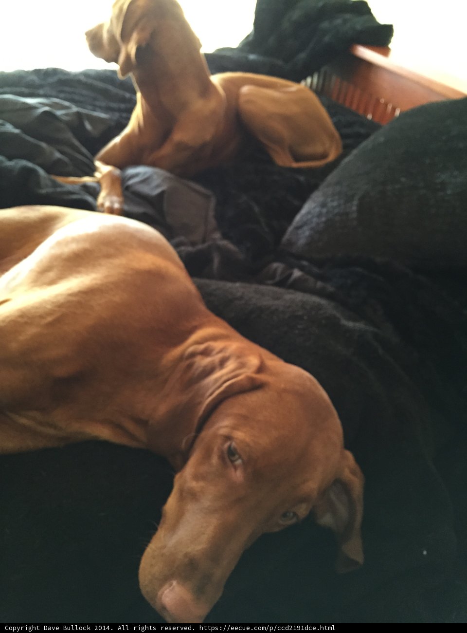 Relaxation Time with Our Canine Companions