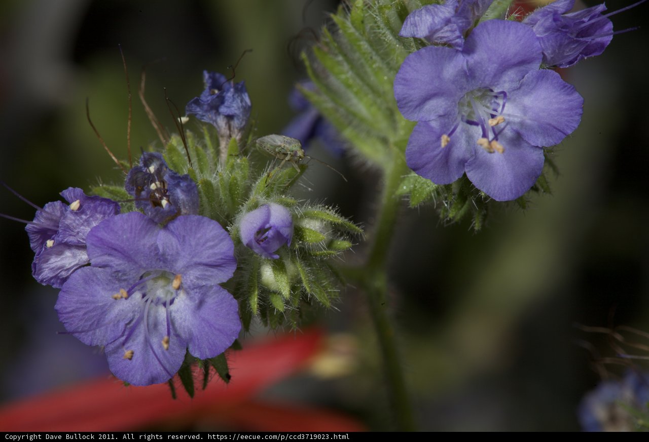 Purple Geranium Blossoms