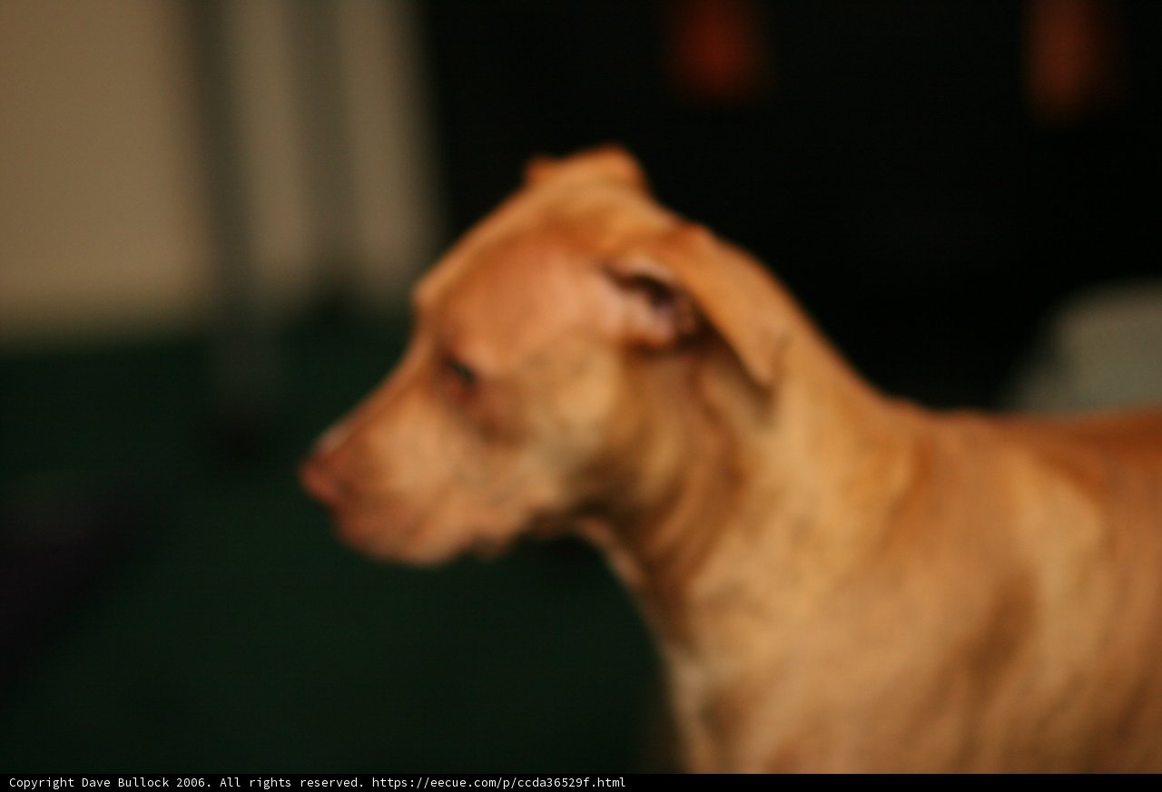 A Canine's Curiosity