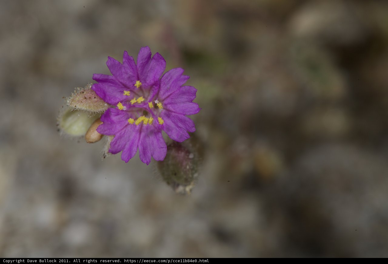Purple Geranium