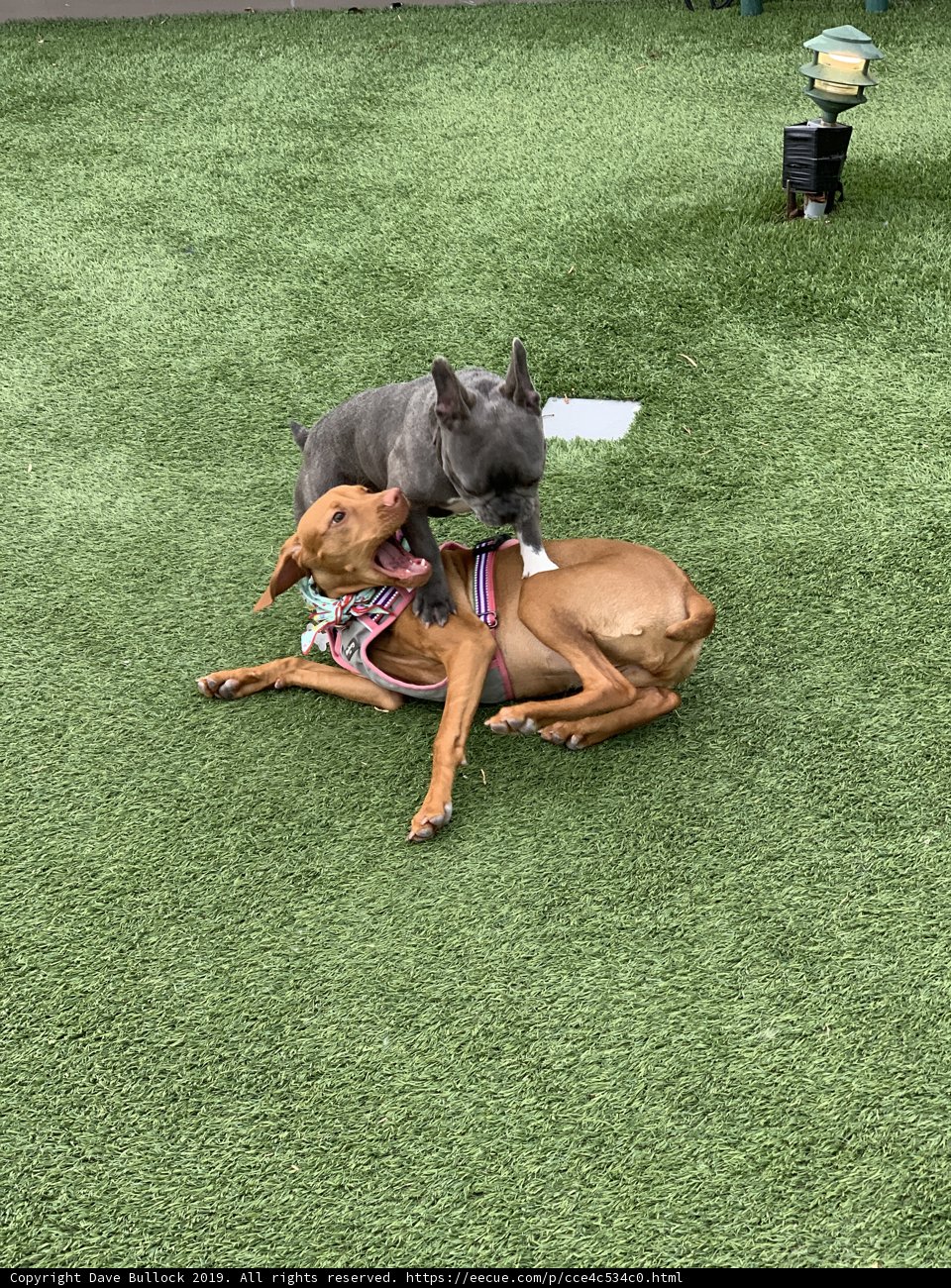 Pawsome Playtime on the Grass