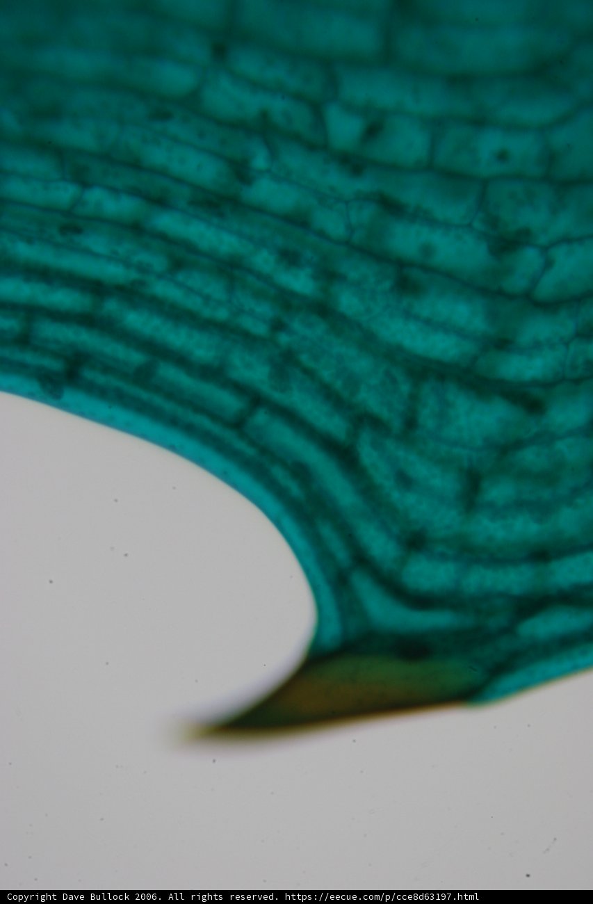 Vivid Green Leaf