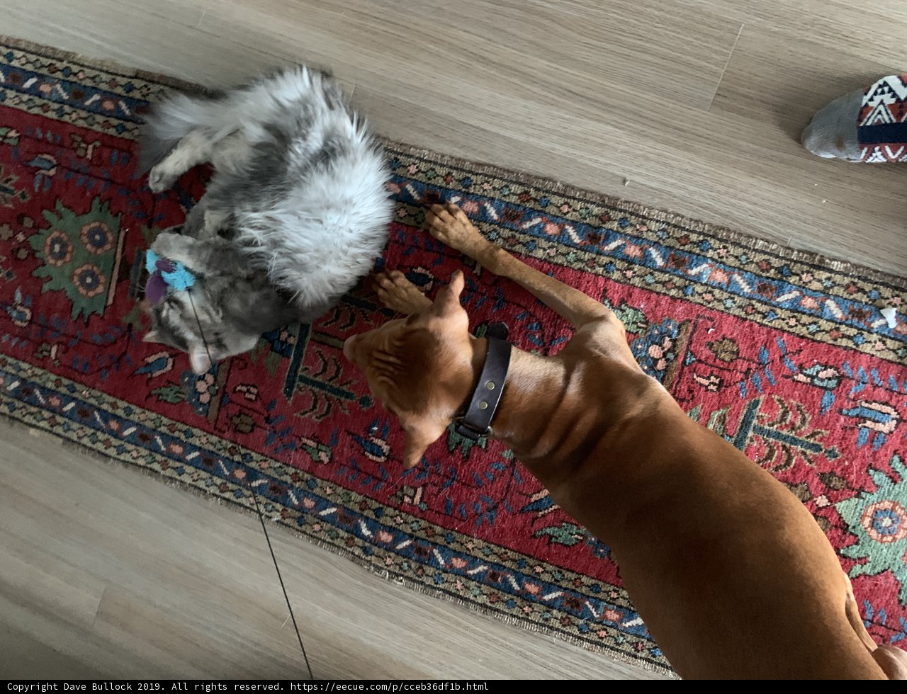 Furry Friends Lounge on Hardwood Rug