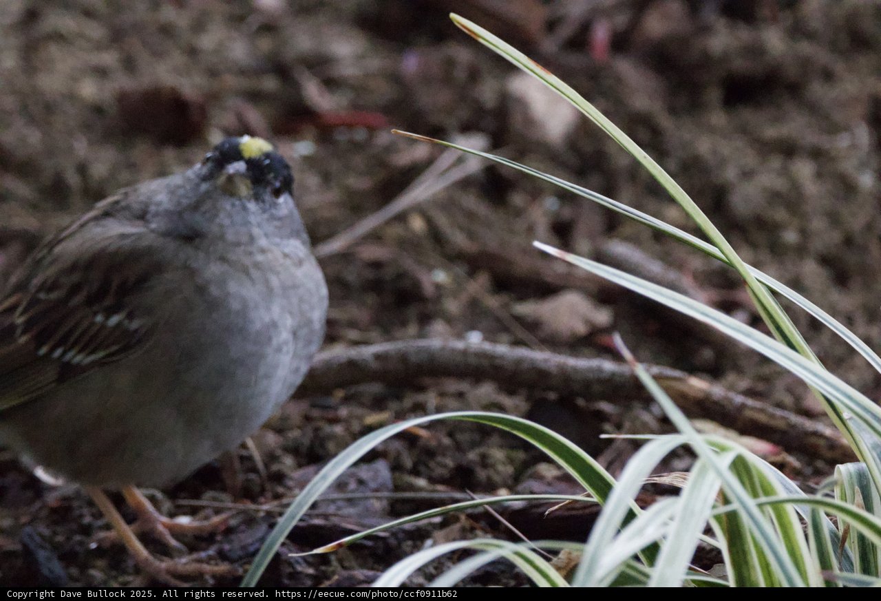 Curious Sparrow in its Natural Habitat