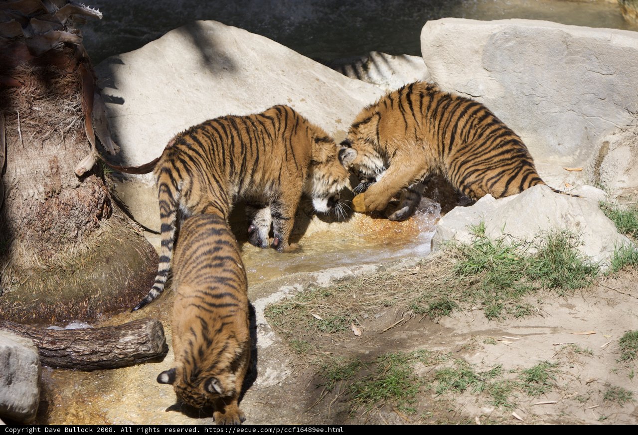 Three Tigers Quenching Their Thirst