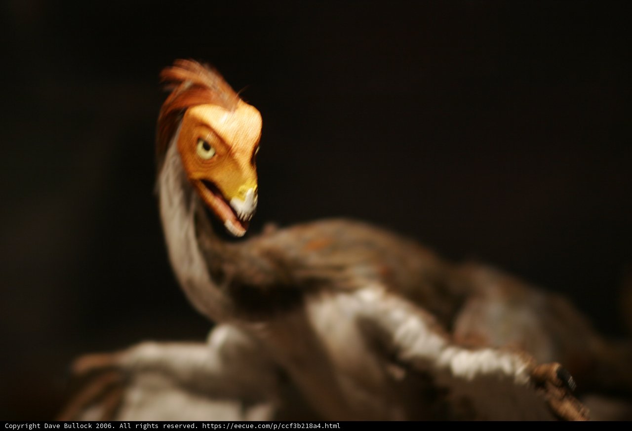 Majestic Vulture