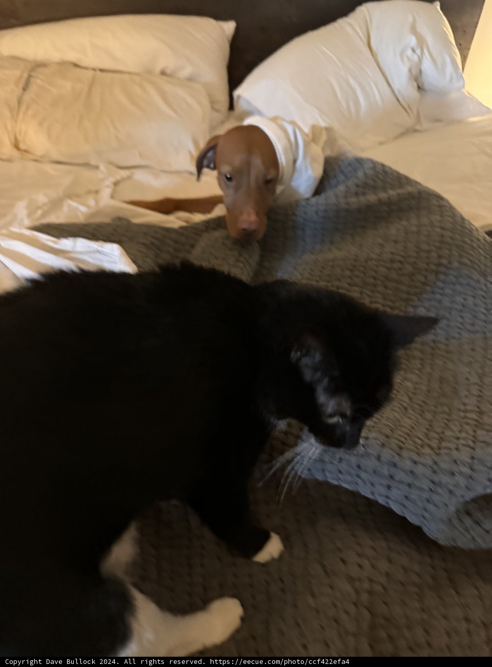 Furry Friends: Hi-Li and Leeloo