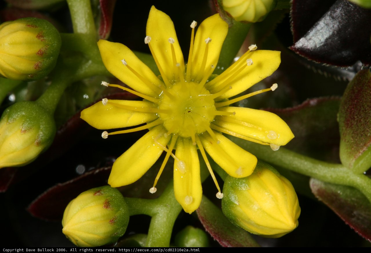 Burst of Sunshine