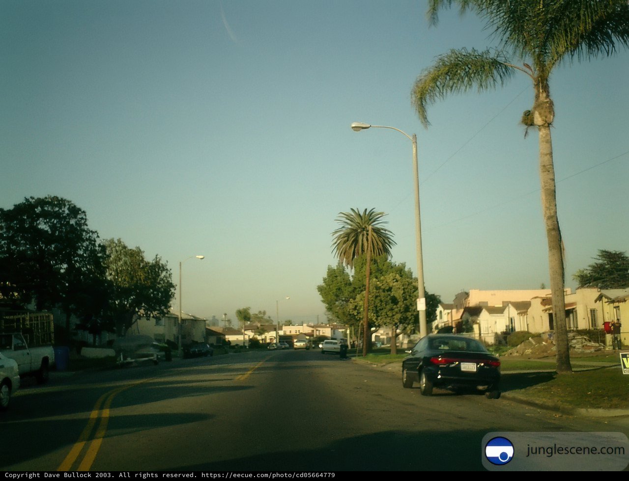 Palm-lined Street in the City