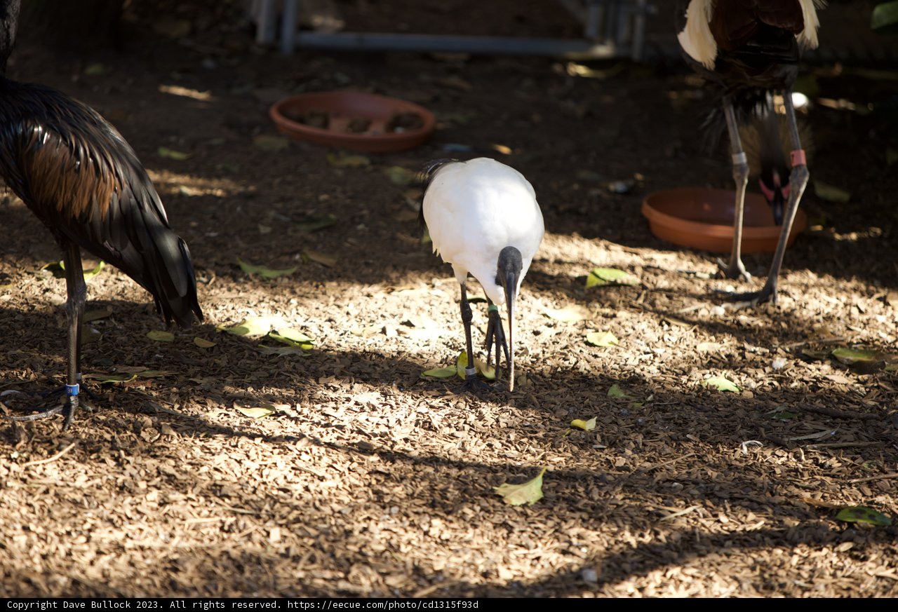 Avian Ensemble: November Gathering at SF Zoo