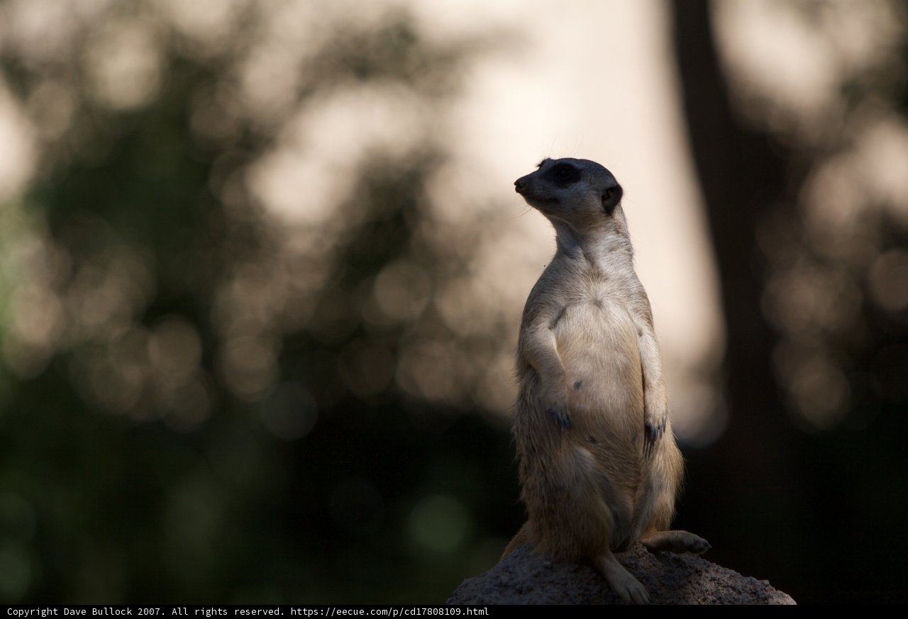 Meerkat Takes in the View