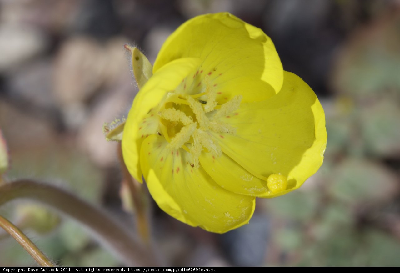 Desert Geranium