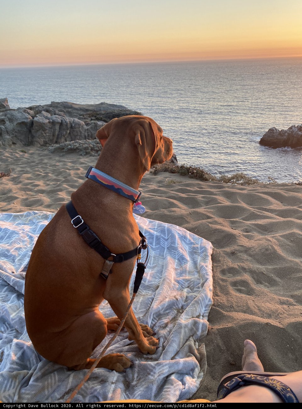 Beach Puppy