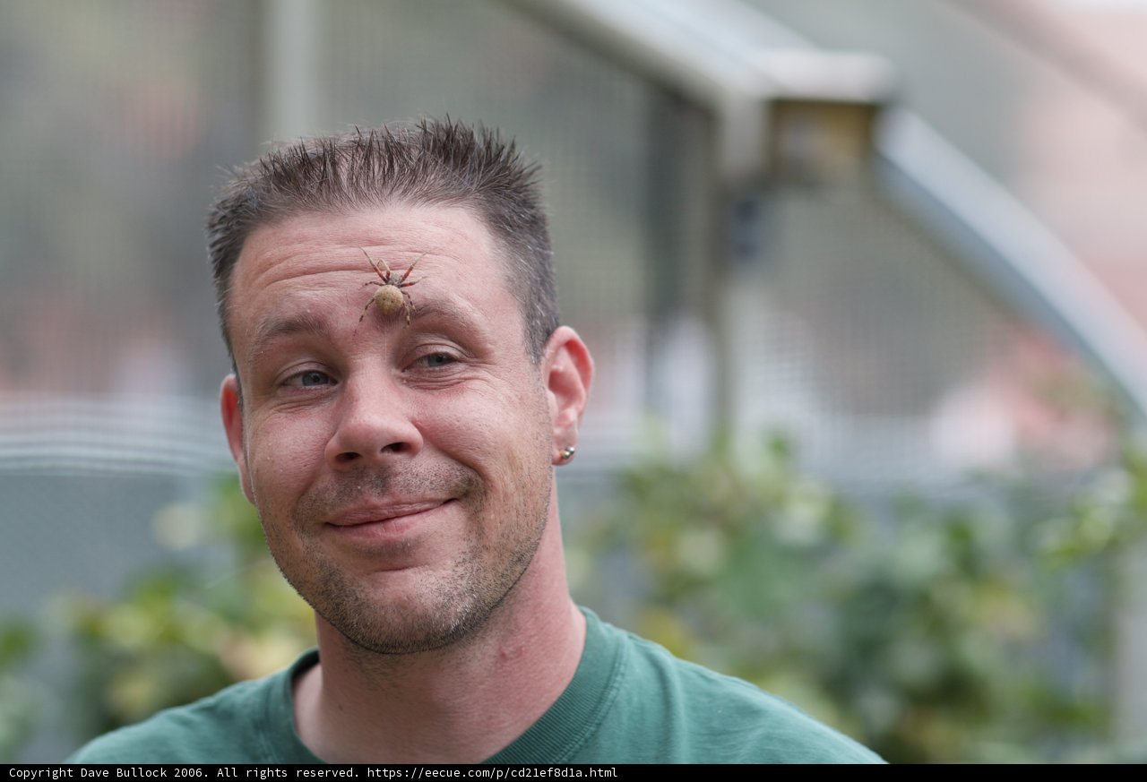 Bug on the Forehead