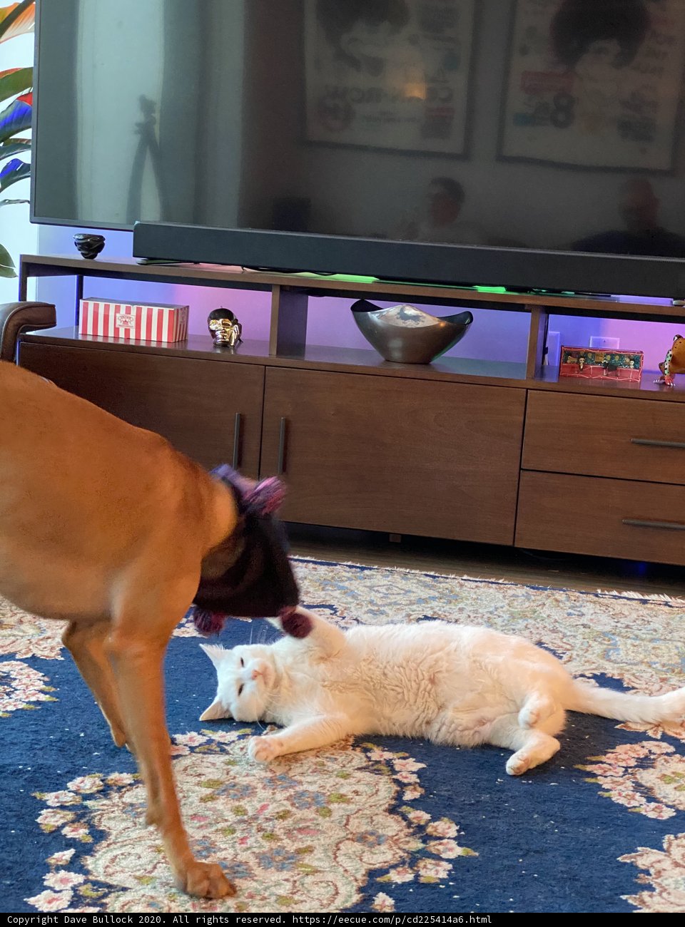 Furry Friends Playdate