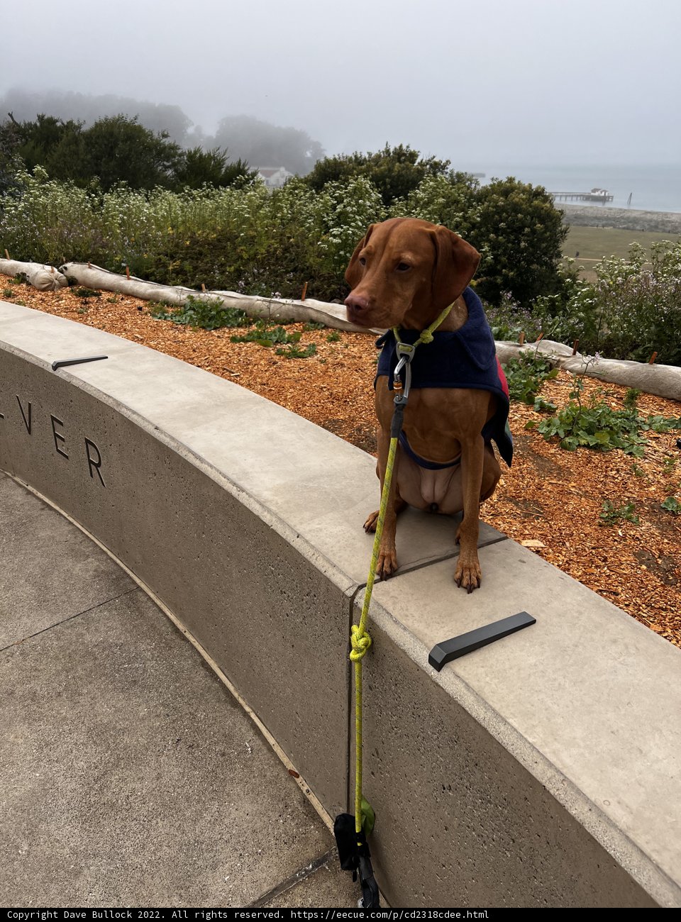 Stylish Dog on the Bench