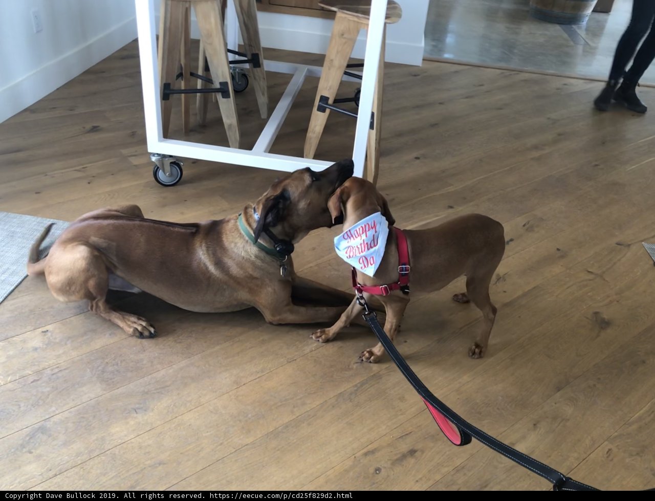 Playtime Pups