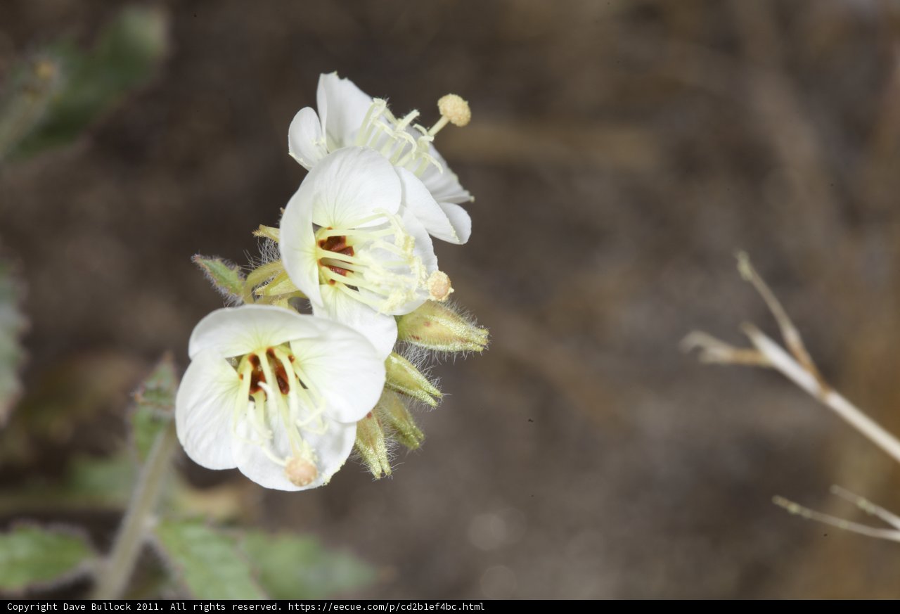 Desert Bloom