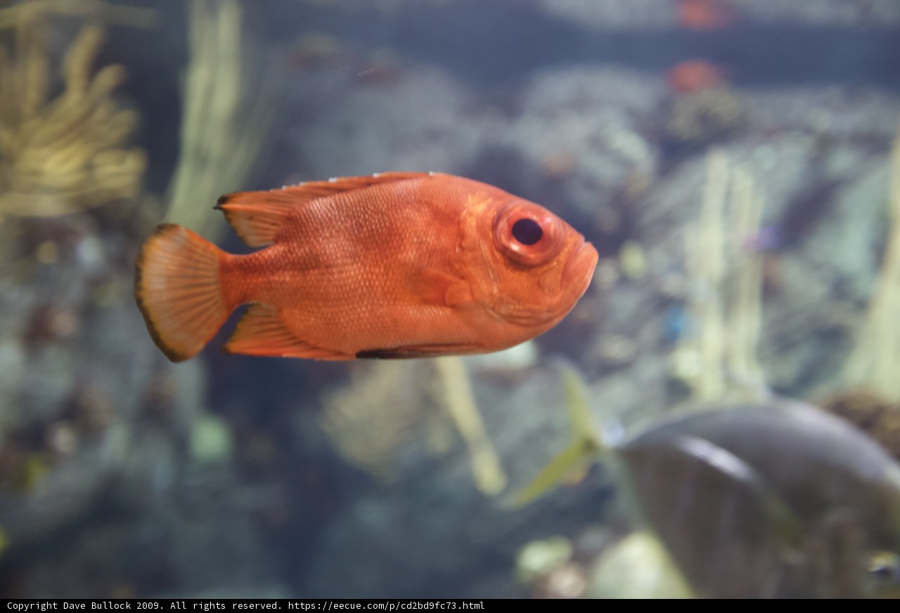 Ruby in the Reef
