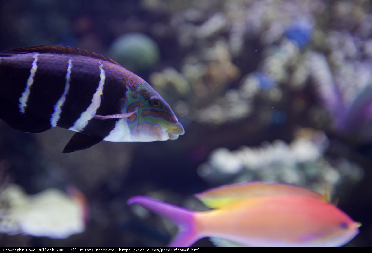 Striped Surgeonfish with Vibrant Tail