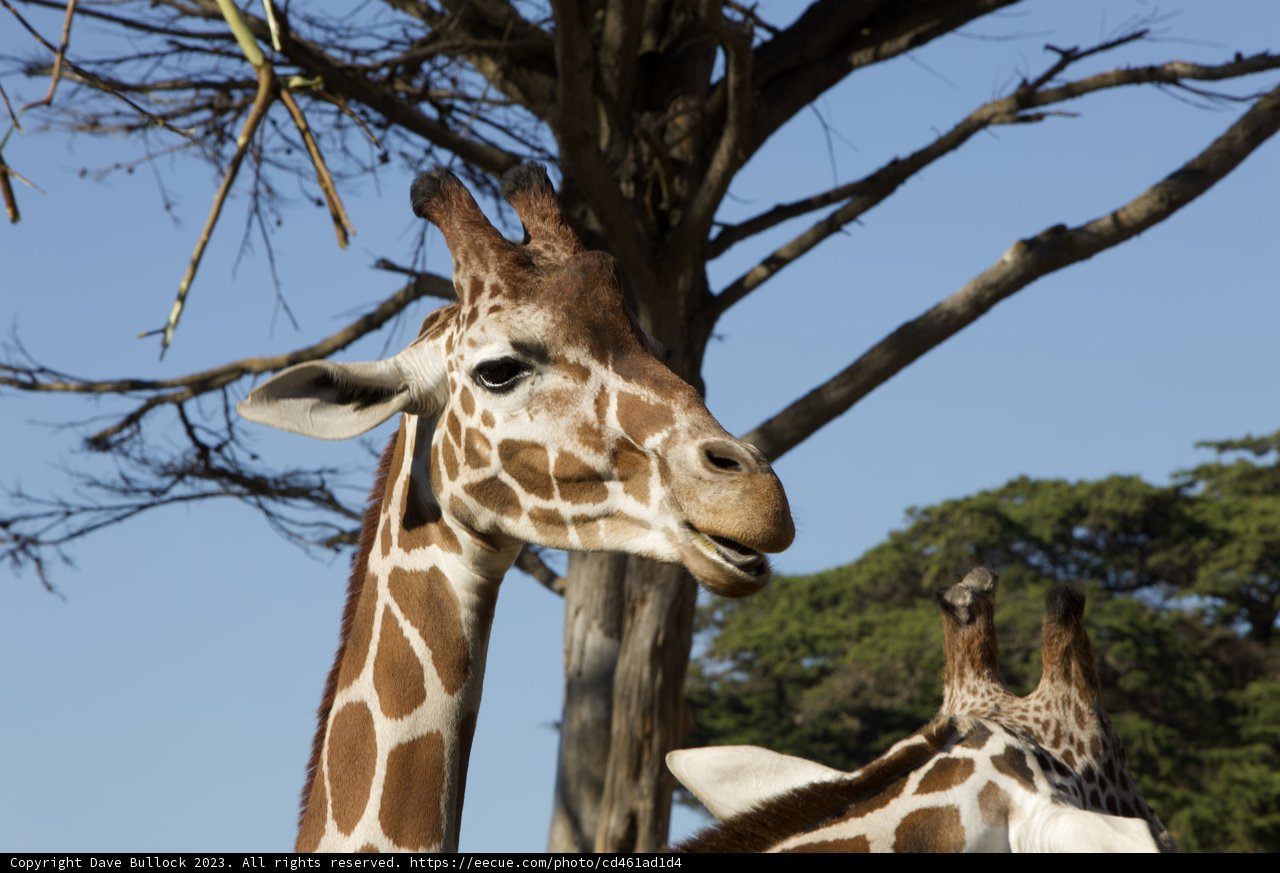 Gentle Giants of the SF Zoo: An Afternoon Rendezvous