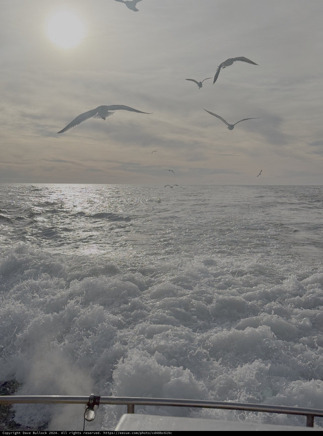 Seagulls Following Ferry Through Rough Seas