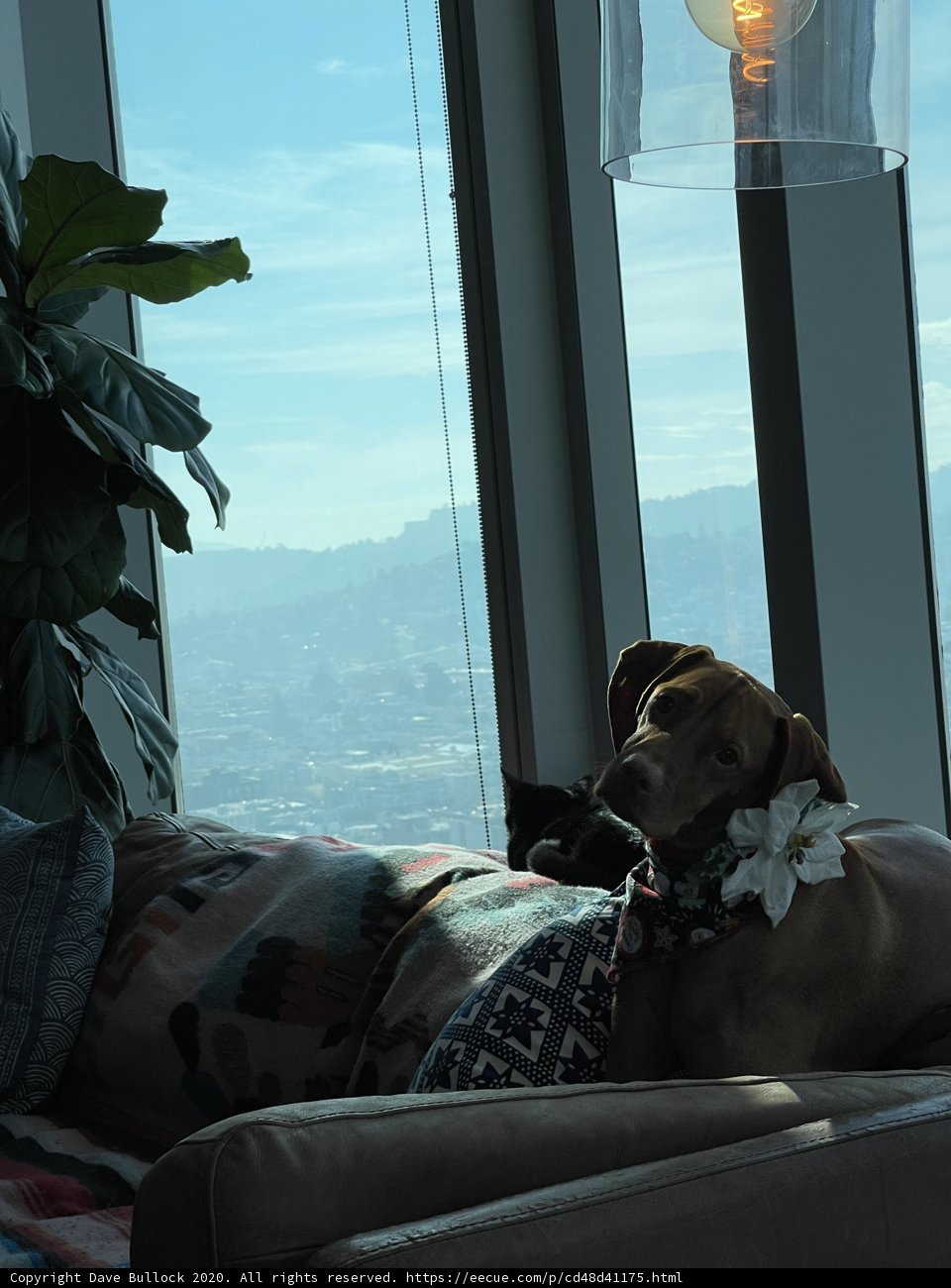 City View Cuddle Buddies